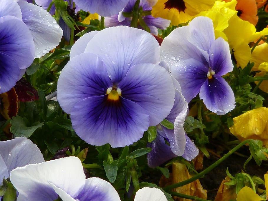 close-up photography, purple, pansy flowers, stiefmütterche, violet, pansy, blossom, bloom, plant, flowers