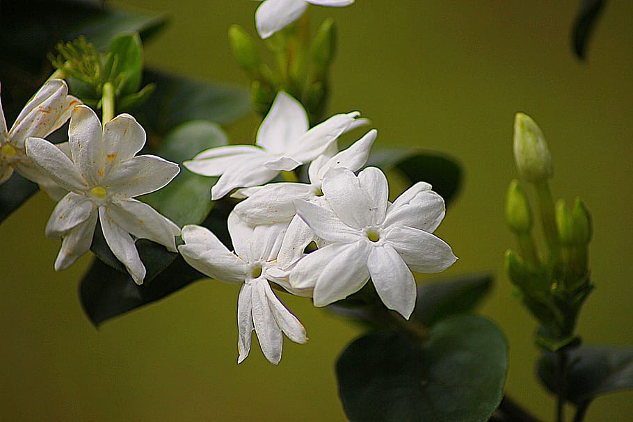 white jasmine flowers, Jasmine, Floral, Plant, Natural, Blossom, bloom, petal, botanical, organic