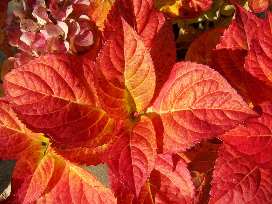 hojas de hortensia decoloradas, otoño, hojas rojas, hoja, naturaleza,  temporada, rojo, planta, fondos, amarillo | Pxfuel