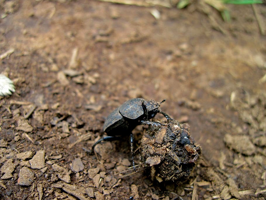 dung beetle, dung, dung ball, south africa, drakensburg mountains, drakensburgs, fauna, insect, beetle, animal themes