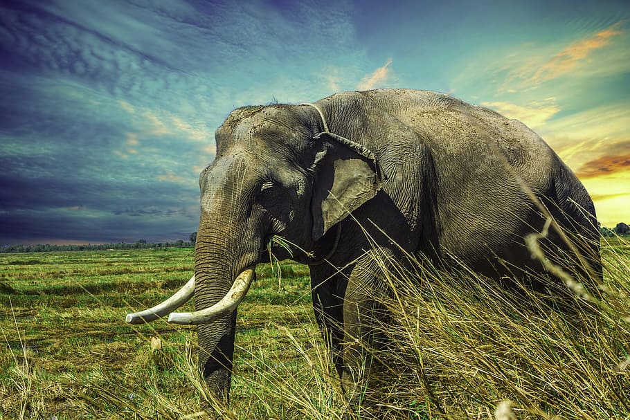 gajah, hijau, bidang rumput, alam, wisata, provinsi surin, hewan, thailand, gaya hidup, tema hewan
