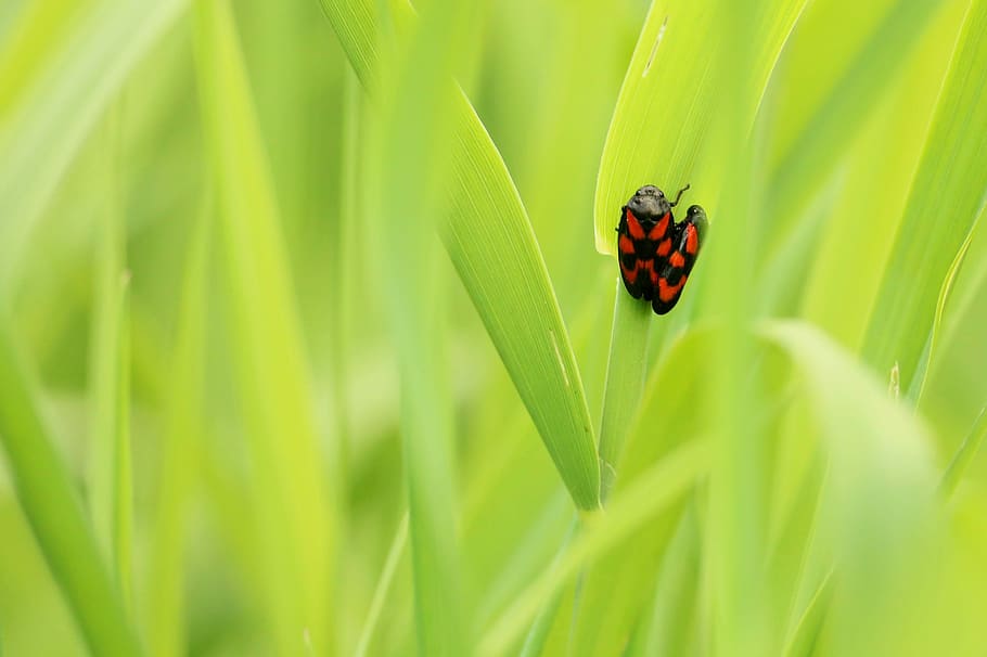 beetle, pairing, insect, green, meadow, spotted, close, reproduction, couple, animal