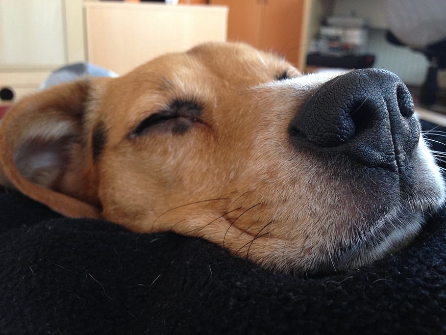 anjing beagle, anjing, lelah, tidur, hewan peliharaan, berburu anjing, telinga floppy, telinga, bermalas-malasan, satu hewan