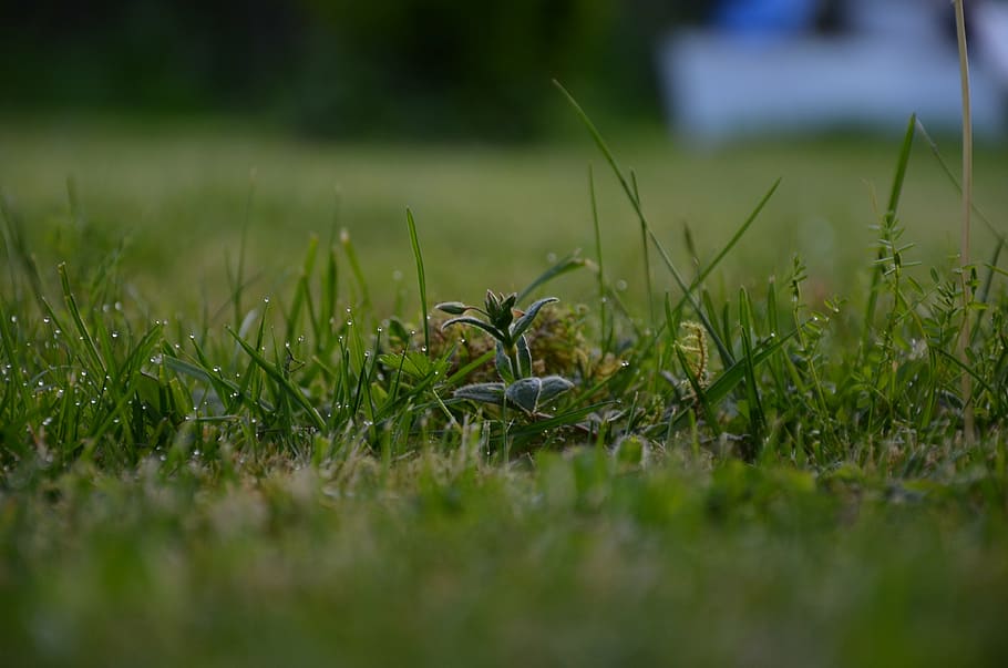 meadow, rung, dew, green, blade of grass, rush, simply, plant, growth, green color