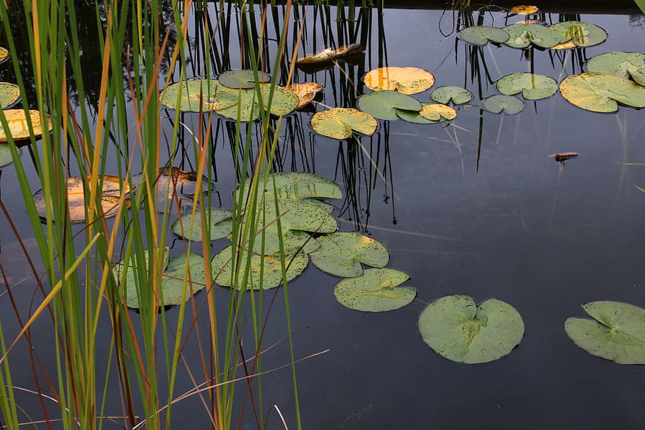 water lilies, lake, noufara, waterlily, flowers, water, stagnant water, reeds, reflection, green