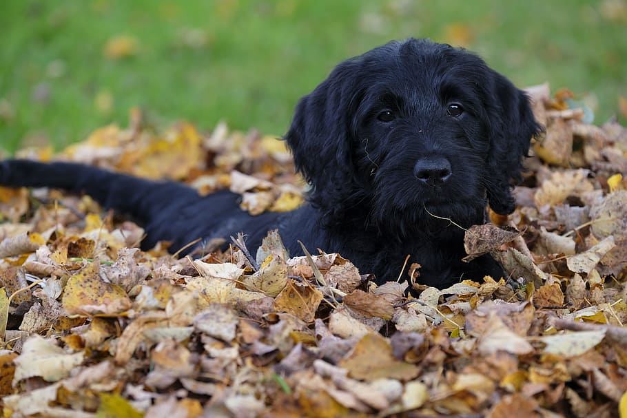 black, curly-coated retriever puppy, prone, lying, leaves, daytime, dog, puppy, labradoodle, labrador