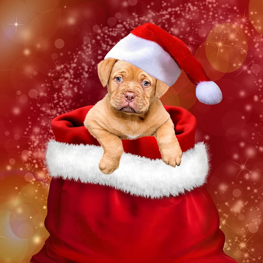 개, 입고, 크리스마스 모자 벽지, 크리스마스, 선물, 크리스마스 개, 산타 모자, 캡, 주기, 크리스마스 때