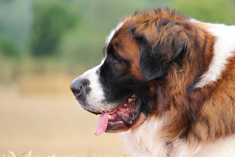 dog, moscow guard dog, watchman, family tree, animal, moskevák, big dog, one animal, domestic, pets