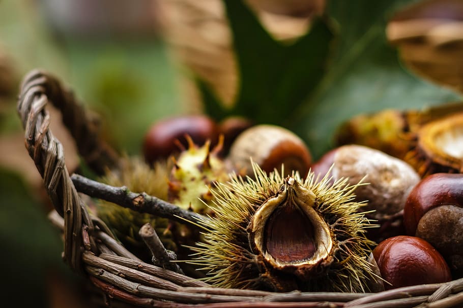 castanea, chestnut, fruit, autumn, nature, shiny, brown, tree fruit, autumn fruit, nut