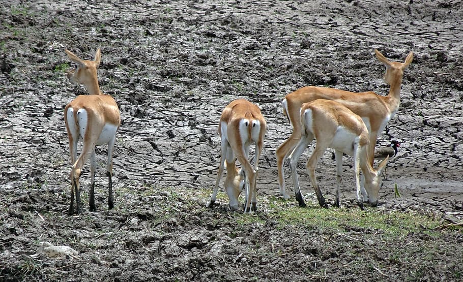 blackbuck, antilope cervicapra, indian antelope, wild, mammal, animal, wildlife, antelope, fauna, endangered