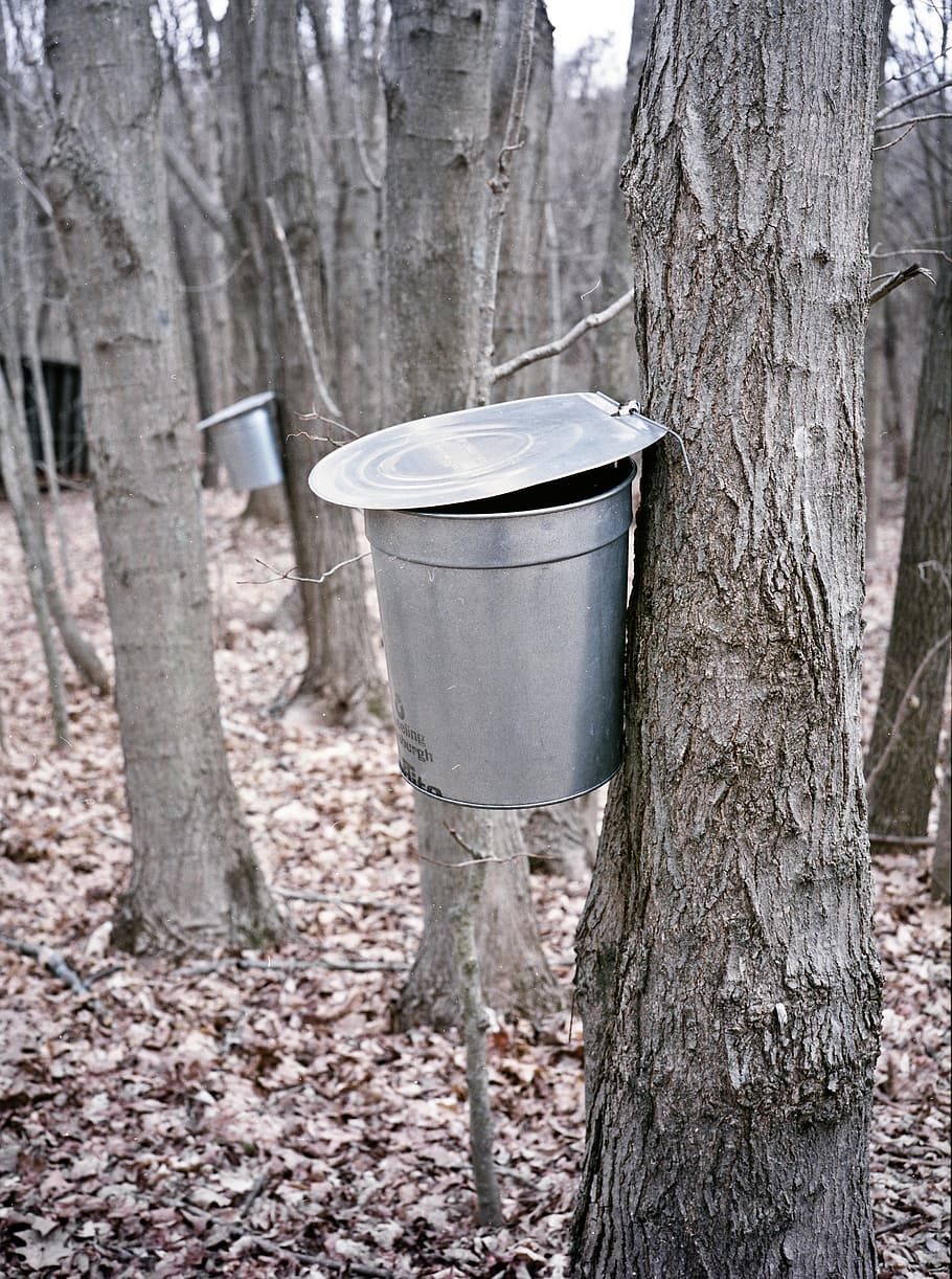 maple, bucket, extraction, sugar maple, new england, woods, winter, syrup, wood, nature