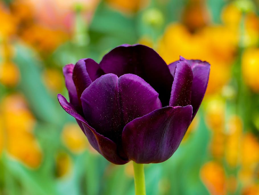 close-up photo, purple, petaled flowers, tulip purple, bokeh colorful, flower, solo, nature, garden, spring