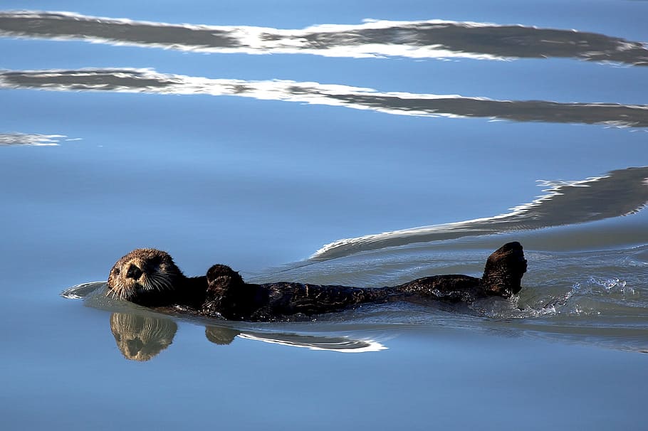 sea lion, swimming, blue, body, water, body of water, sea otter, floating, marine, fur