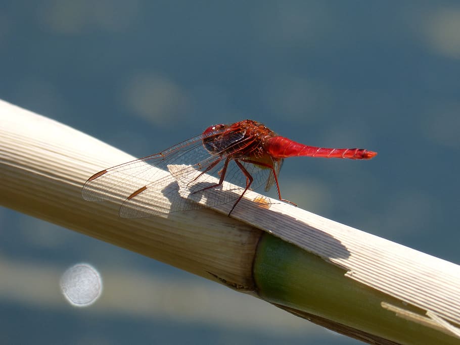 dragonfly, red dragonfly, erythraea crocothemis, cane, wetland, animal themes, animal, one animal, animal wildlife, animals in the wild