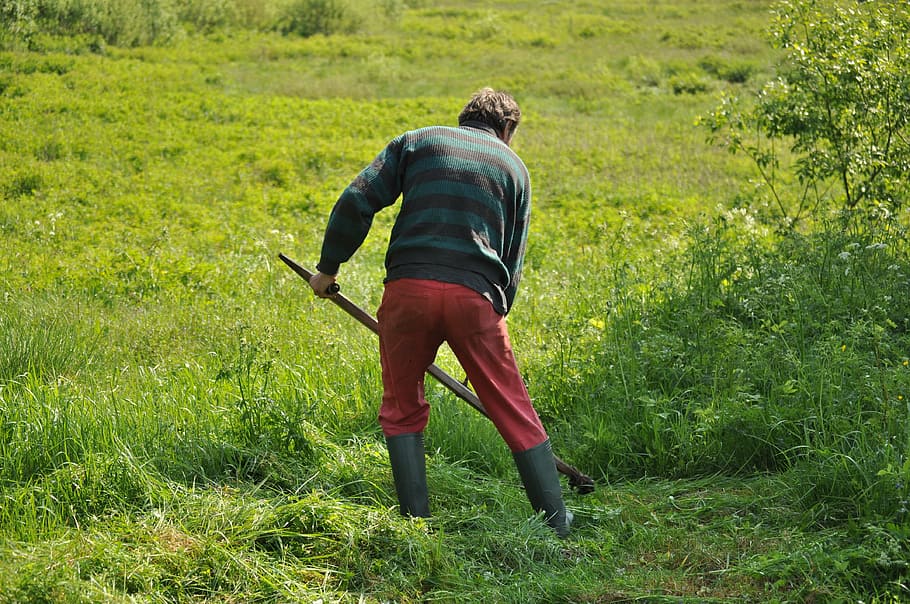 男, 切断, 草, 刈り取り, フィールド, 緑, 芝刈り機, 芝生, ガーデニング, 仕事