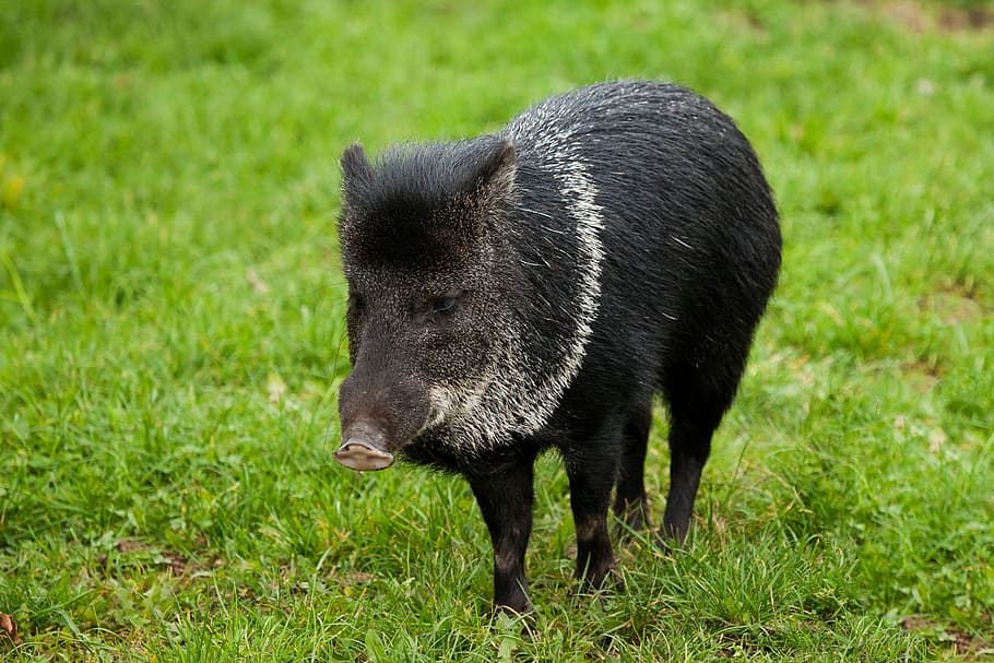 cerdo negro, animal, jabalí, hierba, verde, cerdo, negro, mamífero, collar, pecarí