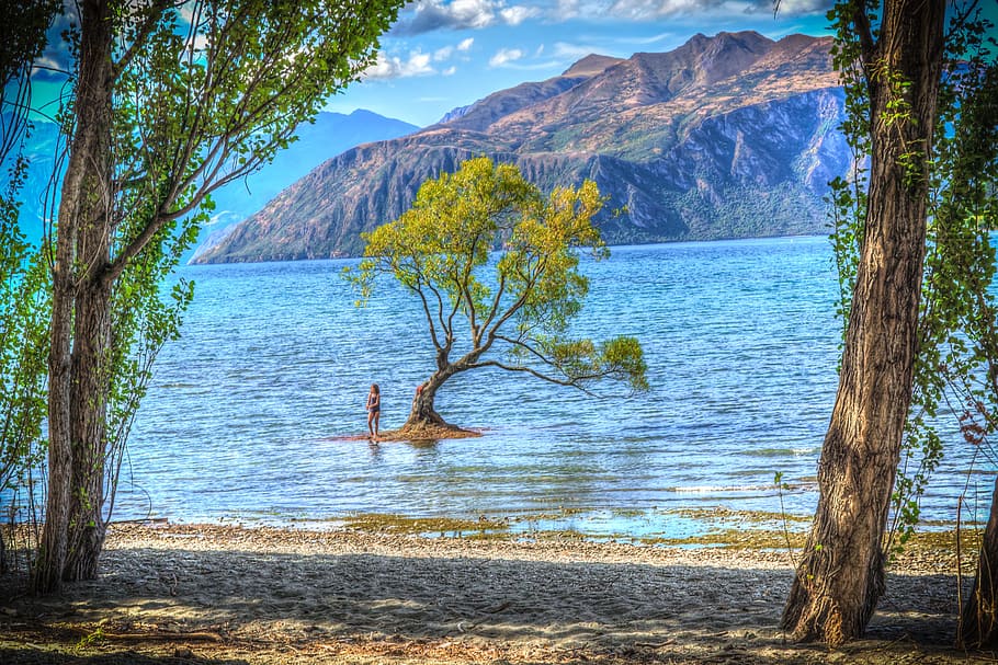 árbol, rodeado, cuerpo, agua, durante el día, Wanaka, Nueva Zelanda, lago Wanaka, nube, cielo