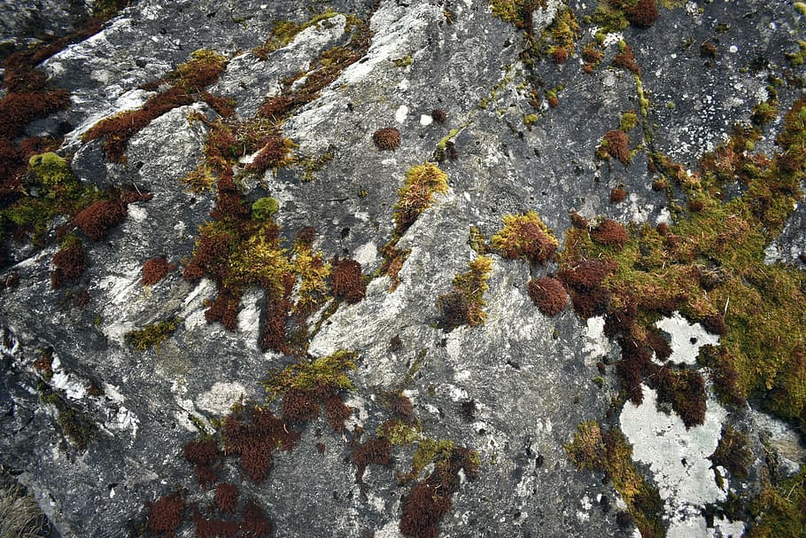 Moss, Stone, Rock, Vegetation, rock - object, lichen, nature, rough, day, growth
