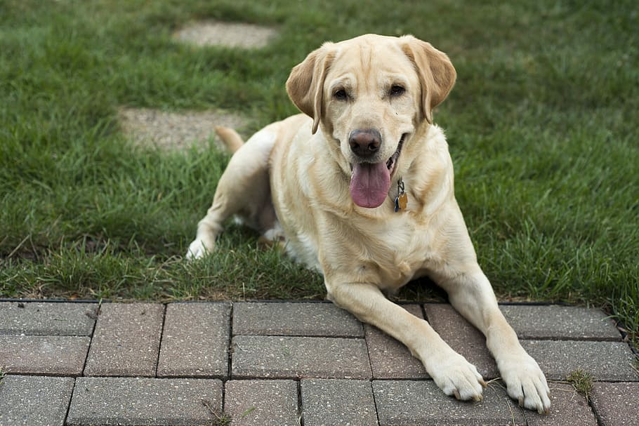 adult, yellow, labrador retriever, lying, green, grass, daytime, Dog, Yellow, Labrador, Retriever, labrador