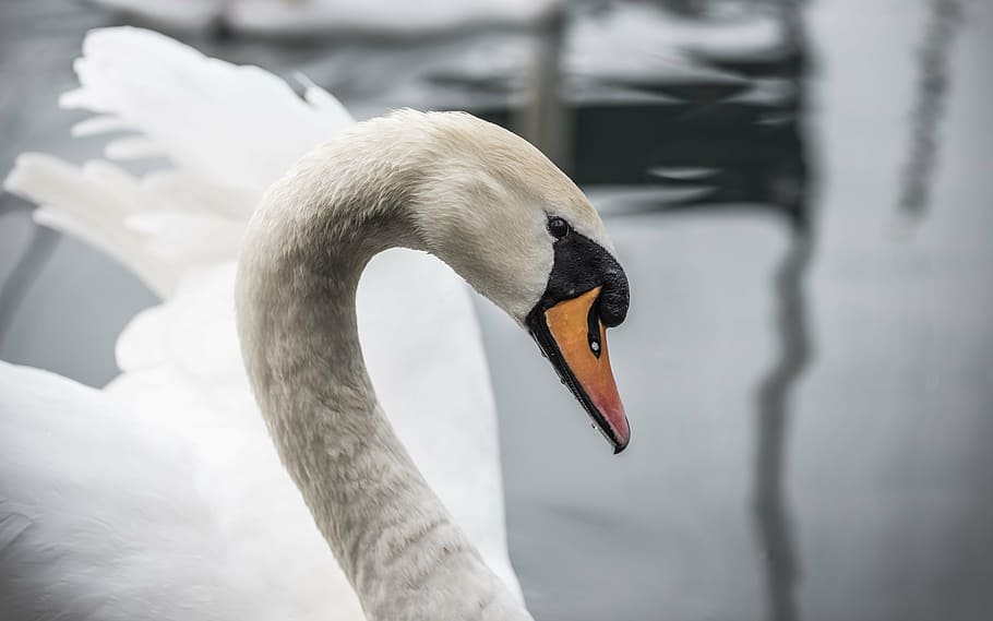 selective, focus photography, mute, swan, duck, white, animal, bird, water, one animal