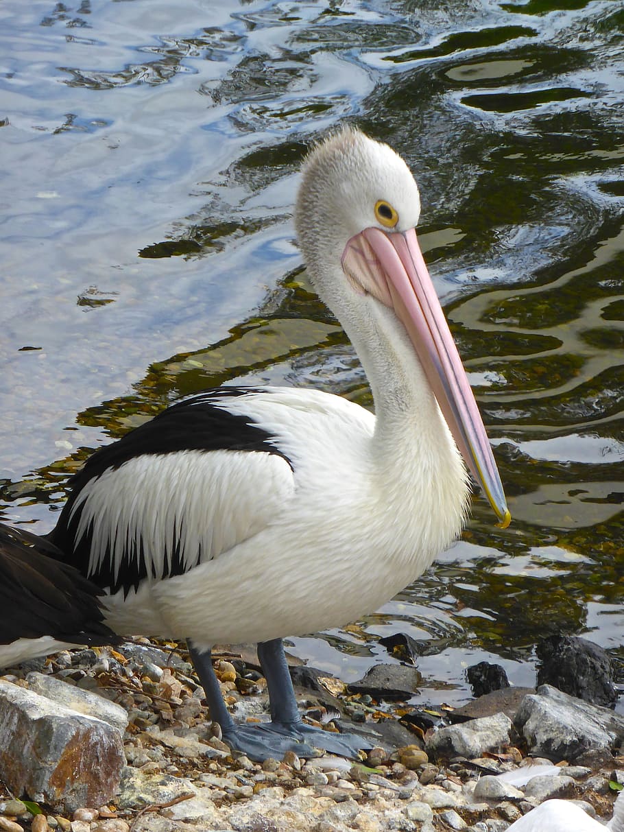 pelican, water, conspicillatus, waterbird, beak, pink, australian, avian, seabird, wild