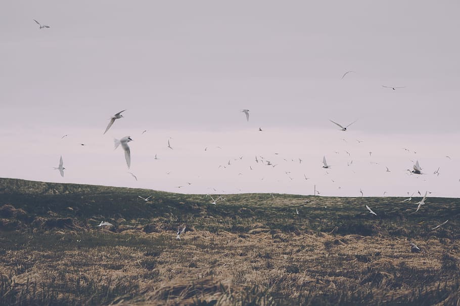 flock, white, birds, flying, daytime, white birds, fields, grass, gray, pink