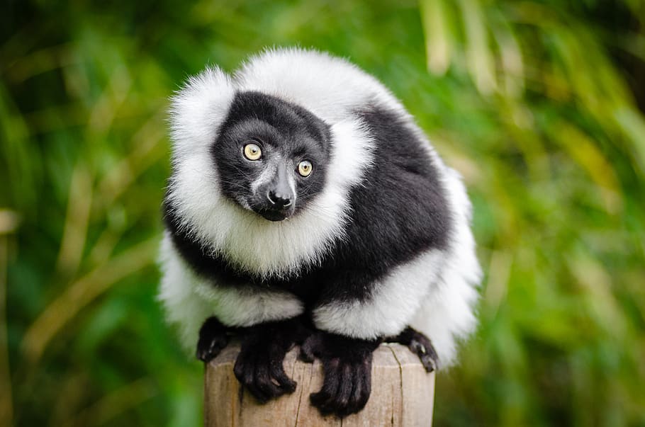 Hitam, putih, Ruffed Lemur, primata putih dan hitam, tema hewan, satu hewan, hewan, satwa liar, hewan di alam liar, mamalia