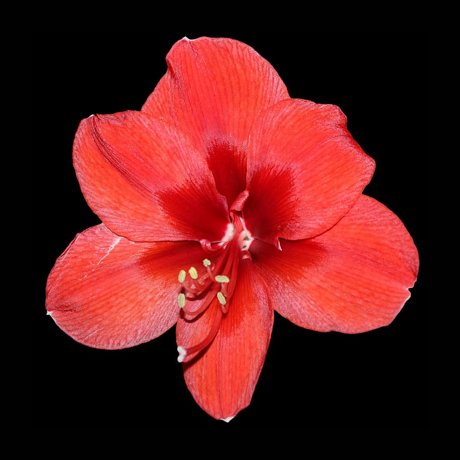 赤いアマリリスの花写真 Pxfuel