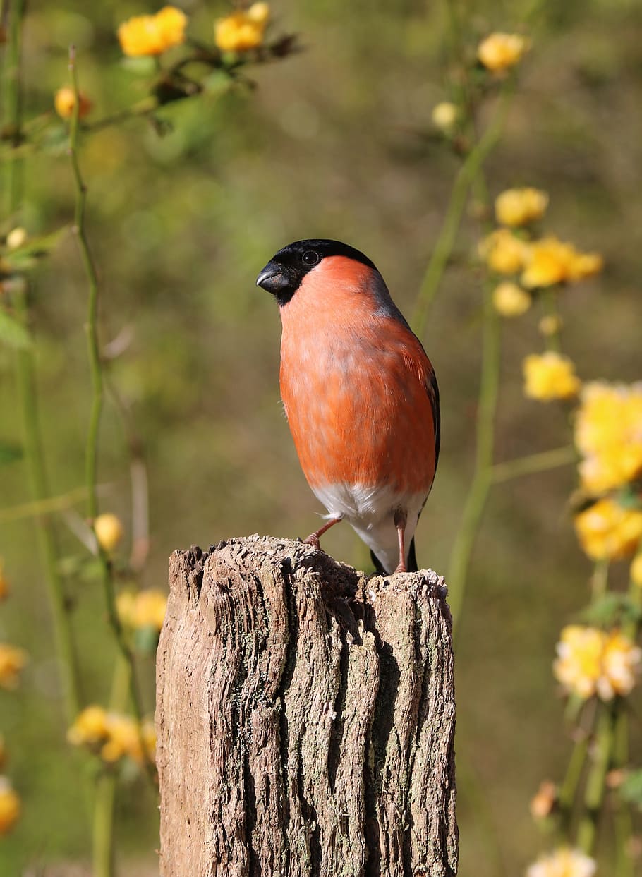 Bullfinch, Male, Bird, Nature, red, finch, spring, avian, colorful, plumage