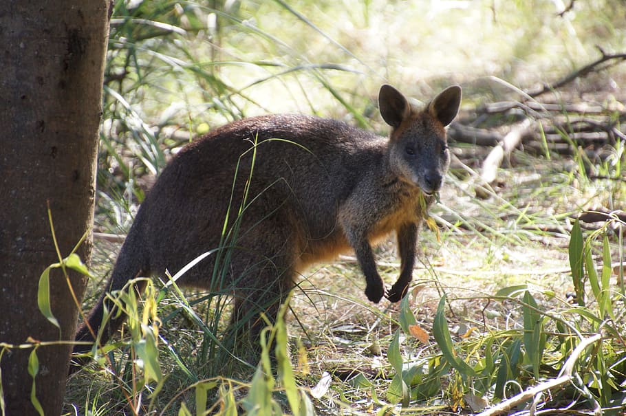 kangaroo, standing, grass, wallaby, australia, marsupial, mammal, philip island, one animal, animal wildlife