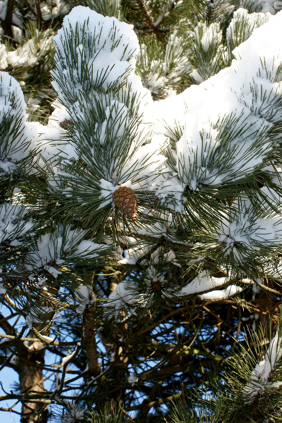Snow, Winter, Cold, Pine, Conifer, pine branch, tannenzweig, tap, pine bough, nature