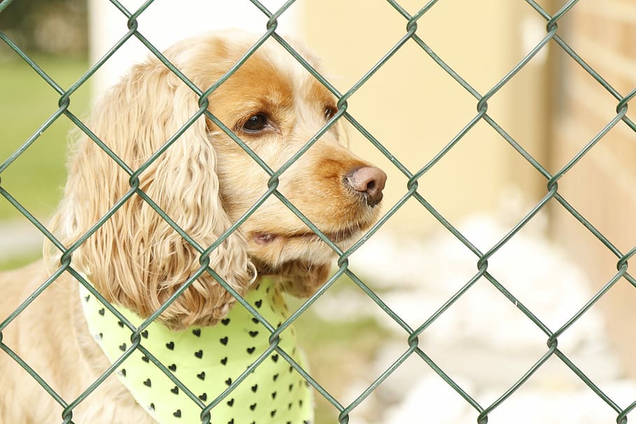 dog, dog behind bars, dog locked up, dog concerned, sad dog, pet, animal, animals, one animal, mammal