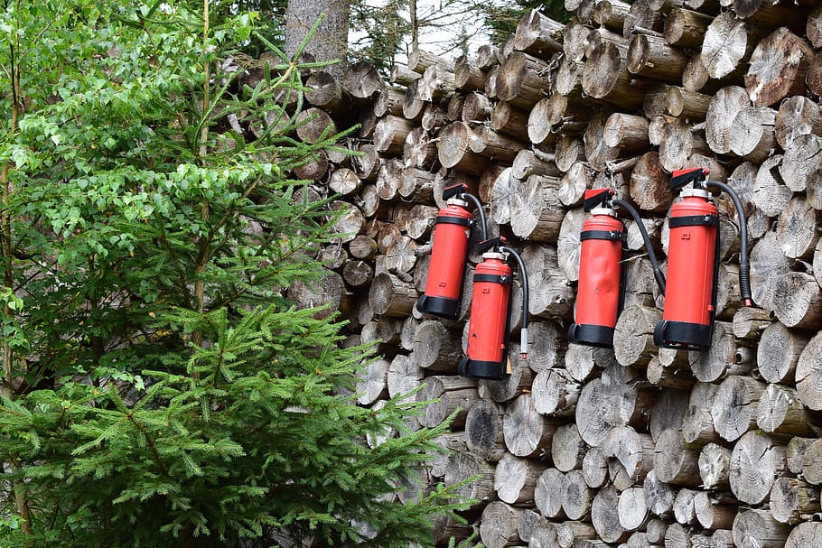 Fire Extinguisher, Wood, Forest, Log, trees, tree trunks, dry wood, outdoors, day, plant