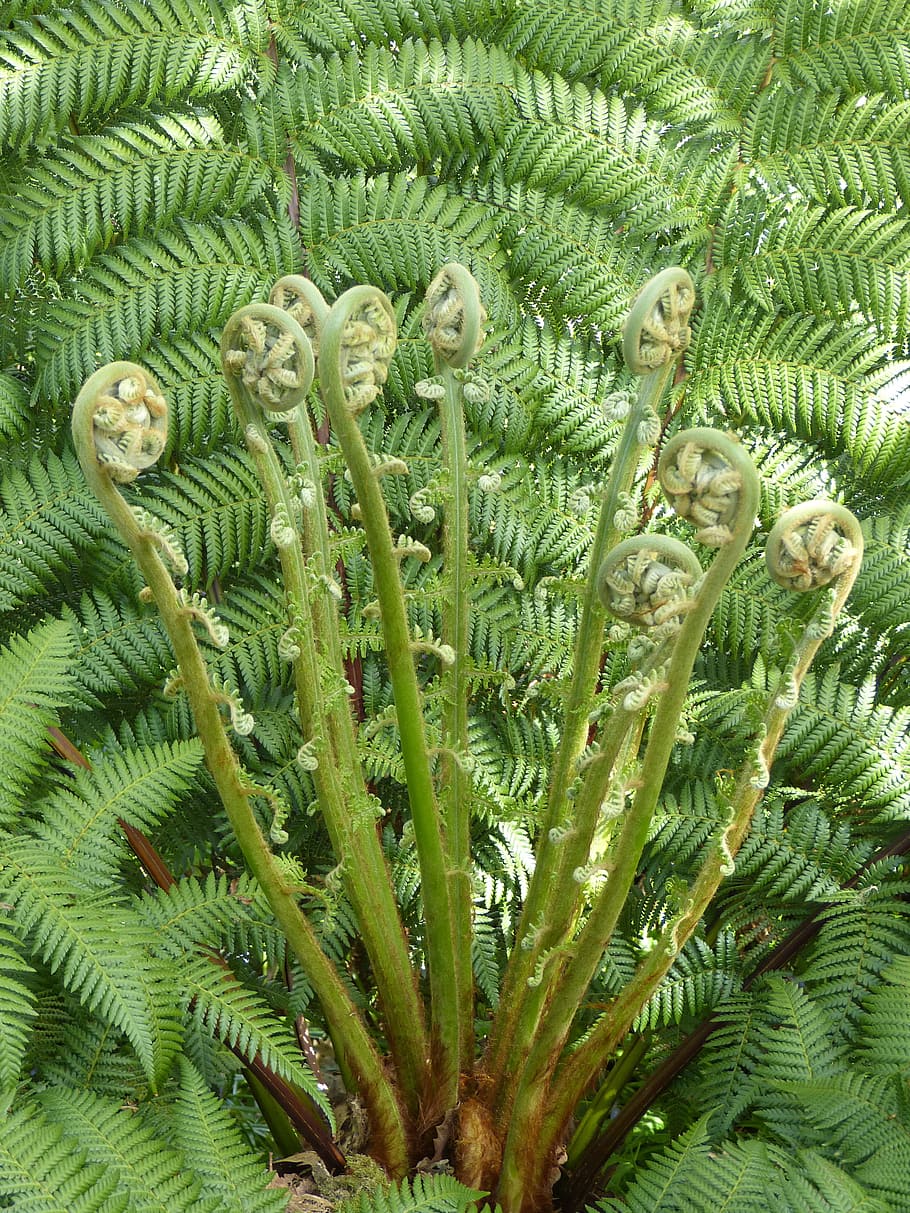 Fern, Plant, Fiddlehead, Roll Out, vessel sporenpflanze, nature, green color, growth, close-up, day
