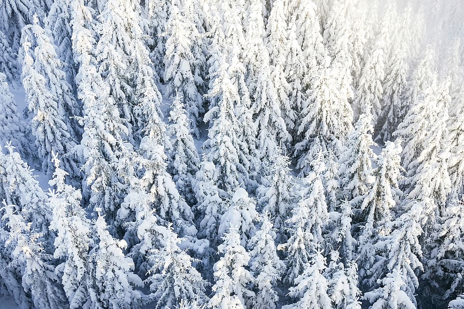 Pohon Pinus, Salju, dingin, fotografi drone, drone, hutan, dari atas, pegunungan, alam, pola