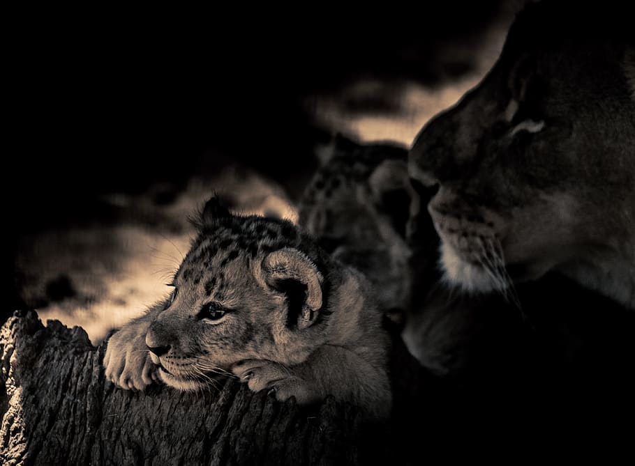 grayscale photo, three, tigers, looking, behind, trunk, lion cub, eyes, lookout, africa