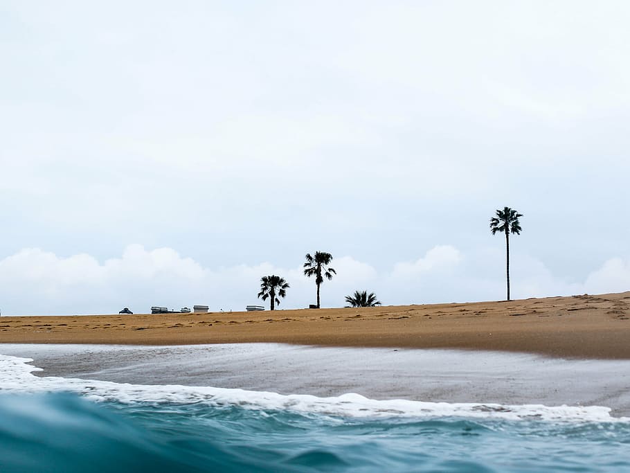 palm trees, shore, sea, ocean, water, waves, beach, coast, sand, tree