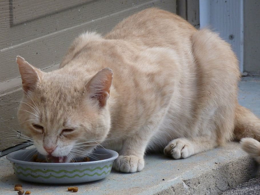 oranye, kucing betina, kucing, makan, bulat, abu-abu, mangkuk, di samping, pintu, nyasar