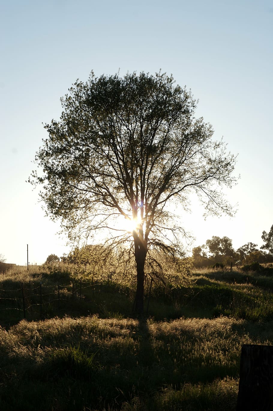silhueta da árvore, silhueta, foto, árvore, grama, campo, natureza, céu, luz solar, nascer do sol