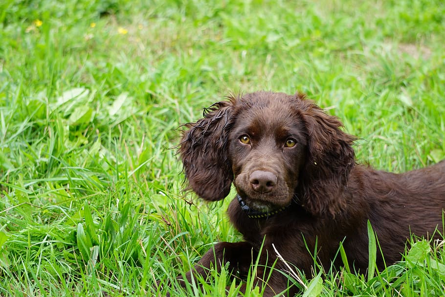 Perro de codorniz alemán, perro, perro de caza, animal, naturaleza, marrón, un animal, temas de animales, canino, hierba