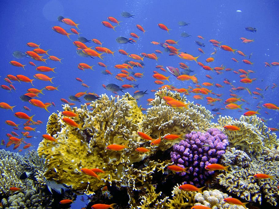 sekolah, oranye, ikan, bawah air, menyelam, karang, spanduk keras, dunia bawah air, air, laut