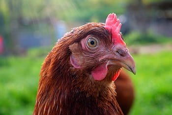 chicken-head-chicken-pet-laying-hens-royalty-free-thumbnail.jpg