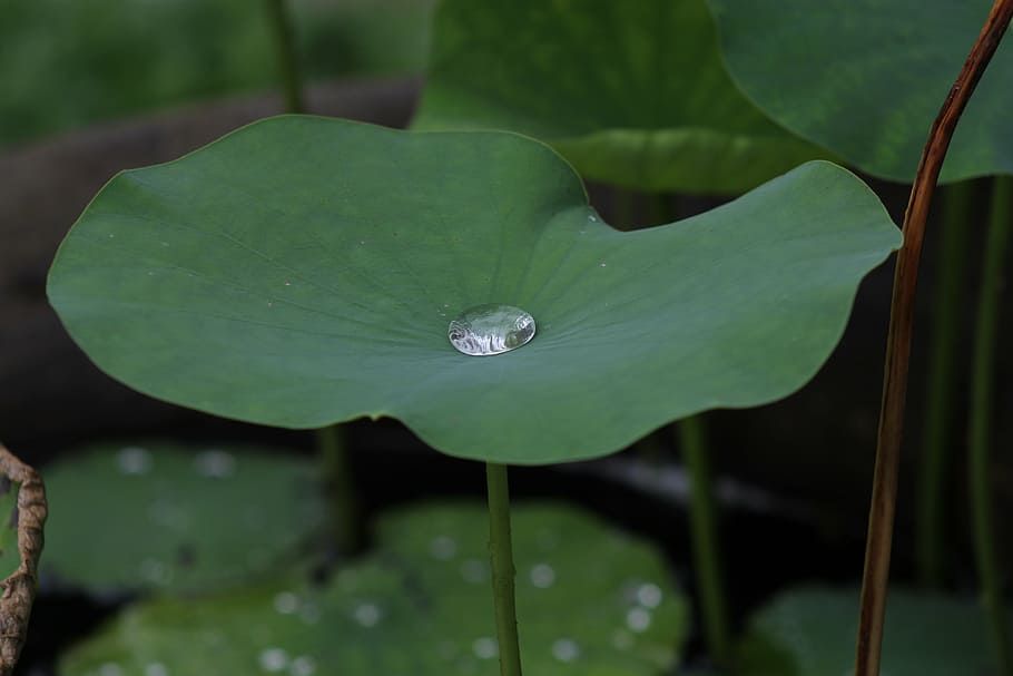 water droplet, green, taro plant leaf, lotus, blu, thailand, flower rain, nature, leaf, plant