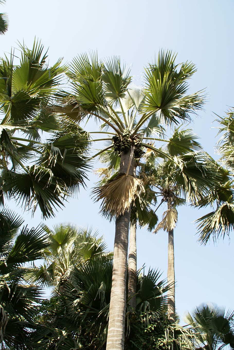 Palm Tree, Tropical, Gambia, Holiday, tree, low angle view, sky, tropical climate, nature, plant