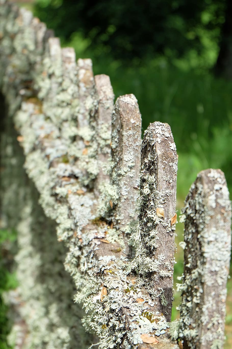 fence, moss, lichen, boards, mossy fence, old fence, closeup, plant, growth, tree