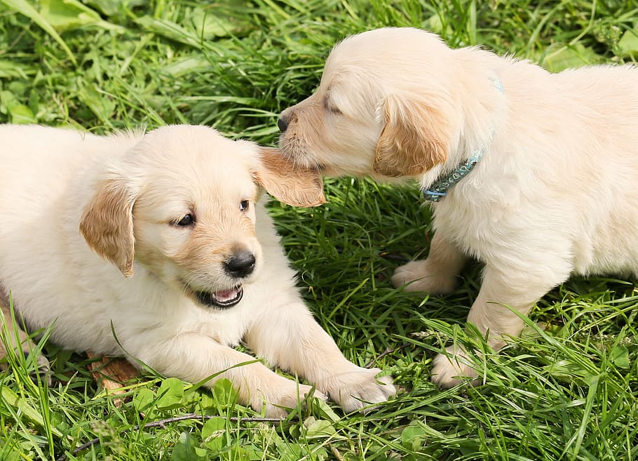 two, yellow, labrador retriever puppies, grass, daytime, dogs, puppies, play, group, in the