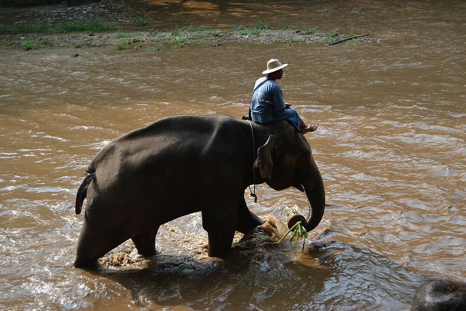elefantes de acampamento, elefante, tailândia, elefante cuidador, animais, cuidador, selva, natureza, rio, mundo animal