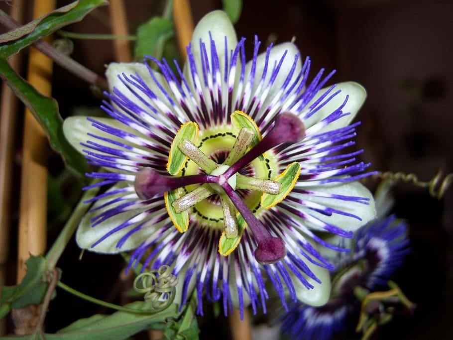 passionflower, bunga, bunga gairah, passionflower biru, berbunga, terbuka, mekar, alam, taman, tanaman berbunga