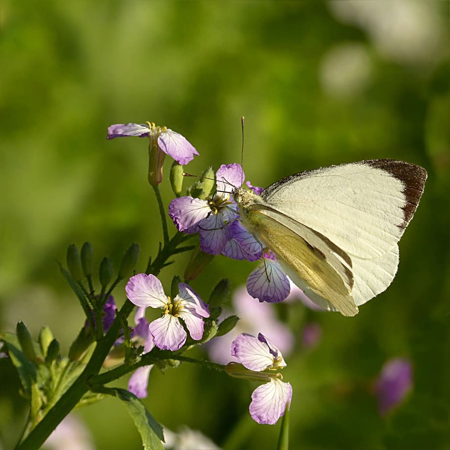 selective, focus photography, green, moth, animal, insect, butterfly, white, pieris brassicae, foraging