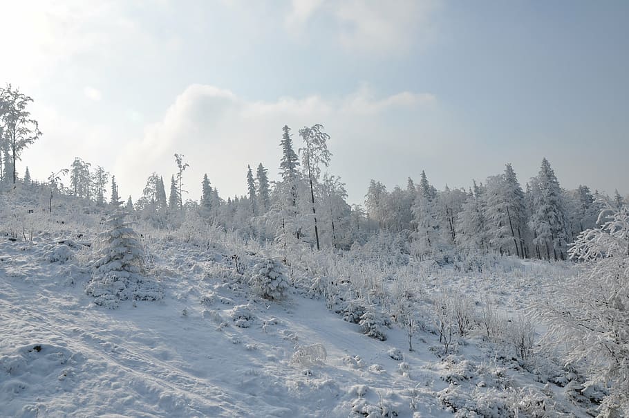 inverno, montanhas, neve, branco, paisagem, vista, natureza, polônia, szczyrk, temperatura fria